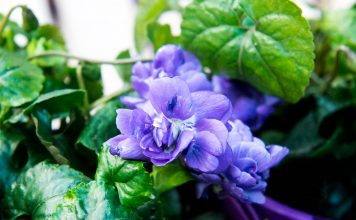 pourquoi la violette à toulouse