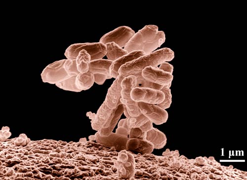 microbiote dossier caca