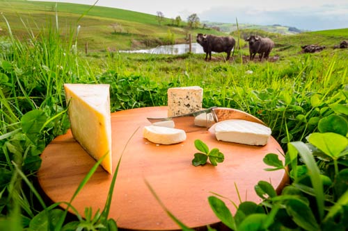 fromage occitanie