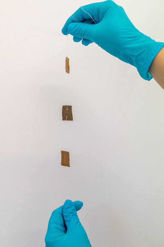 © Florent Hodel CNRS