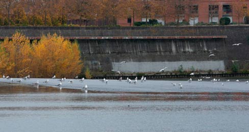 mouettes à toulouse