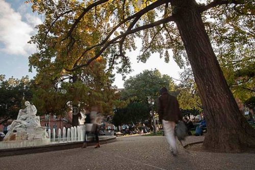 arbres de toulouse