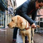 chiens guides d’aveugles