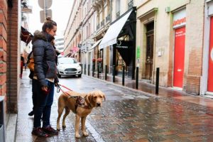 chiens guides d’aveugles
