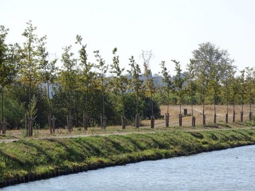 Replantation des arbres du canal du midi