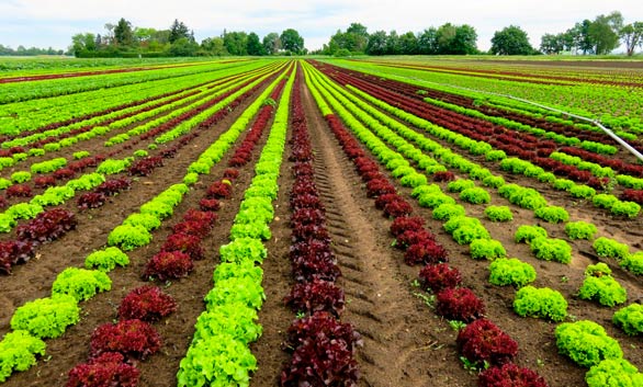 aider les agriculteurs Occitanie agricole