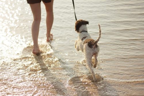 Chien dans l'eau