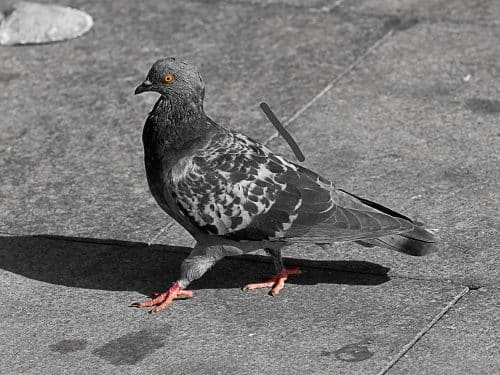 Pigeon qui marche place du Capitole à Toulouse