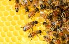 Ruche avec des abeilles