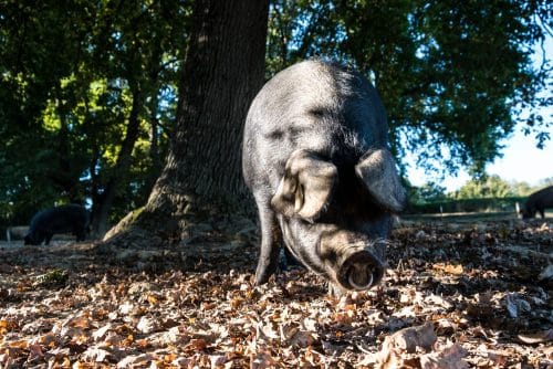 porc noir de bigorre