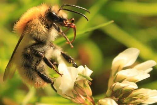 Sauver les abeilles ©Llann Wé