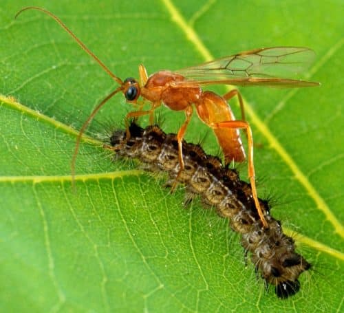 Un fascicule pour jardiner en biocontrôle