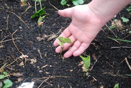 nurserie graine-48h de l'agriculture urbaine