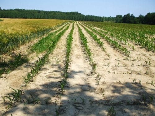 La préfecture du Gard annonce que plusieurs territoires du sud du département sont placés en niveau d’alerte sécheresse renforcée ©DR