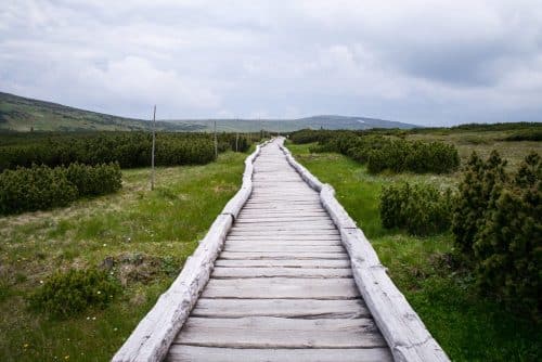 Chemin dans du vert