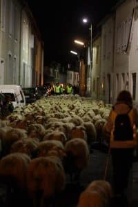 Transhumance brebis Launaguet ©ShapeTwo