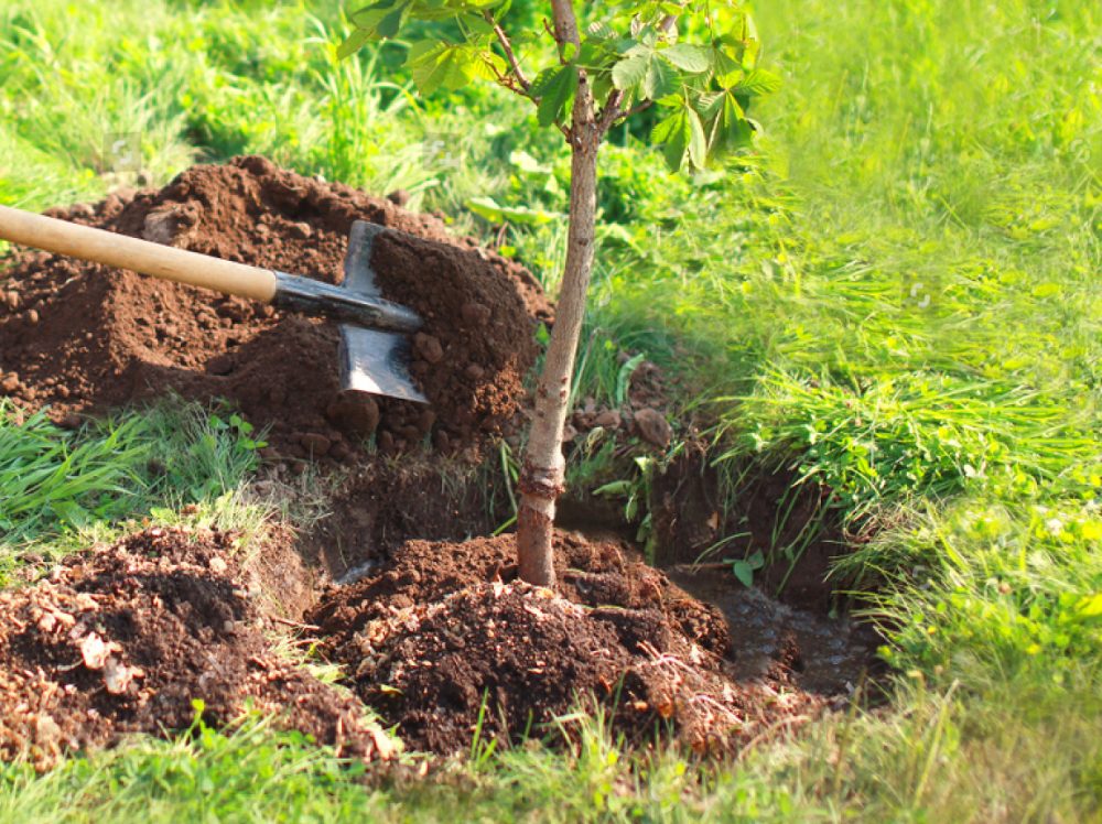 Planter arbre