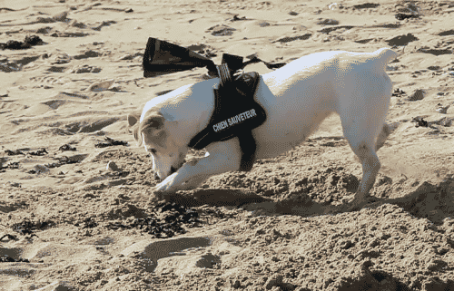 Jack-Russel-plage