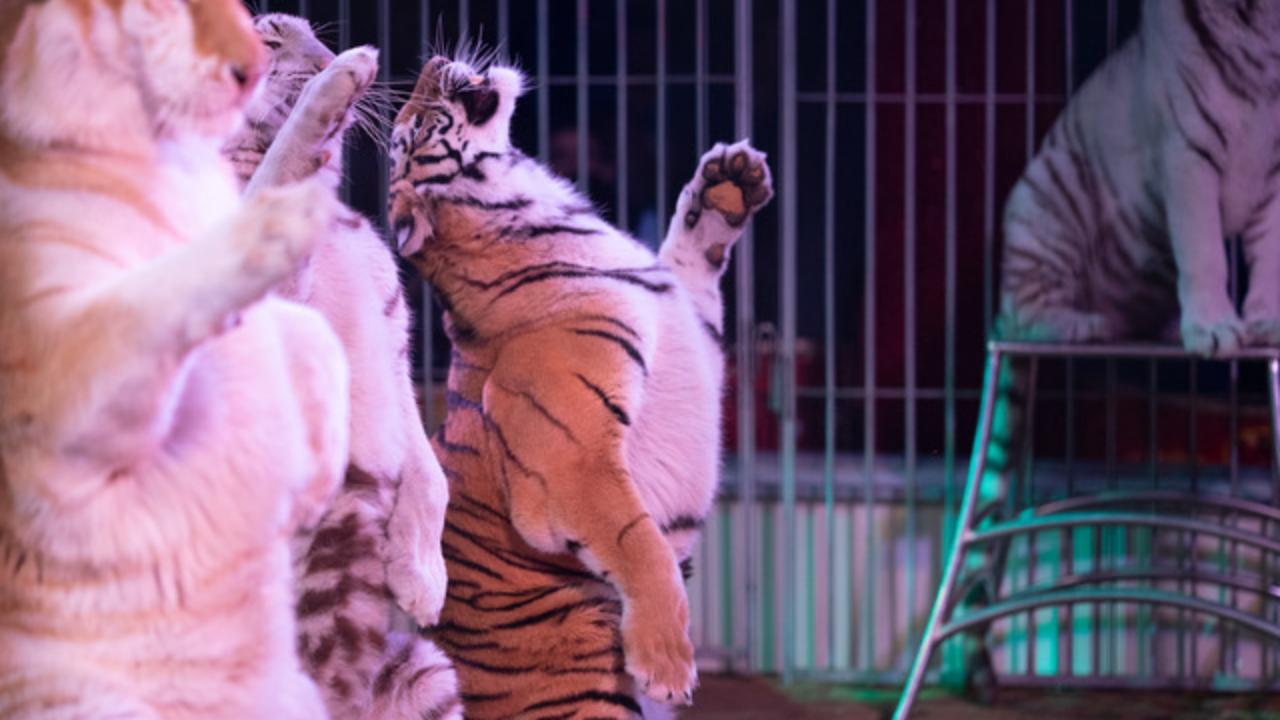 Cugnaux 435eme Ville Pour Des Cirques Sans Animaux Cugnaux 435eme Ville Pour Des Cirques Sans Animaux