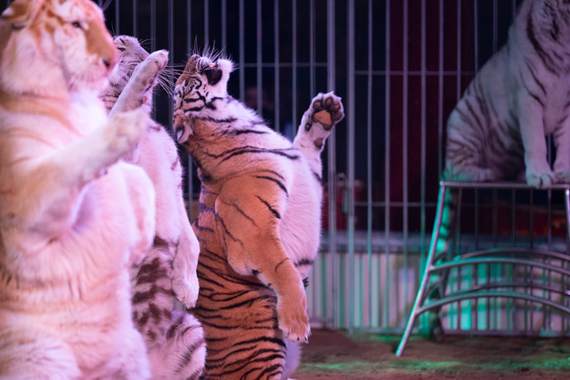 cirque animaux zoopolis © Ludovic Sueur - PAZ