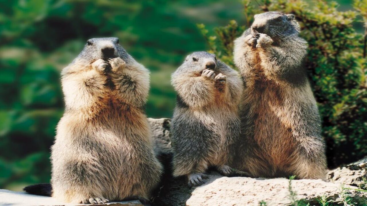 Les Quatre Parcs Animaliers A Visiter Pendant Les Vacances Les Quatre Parcs Animaliers A Visiter Pendant Les Vacances
