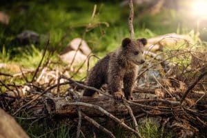 Ourson Pyrénées