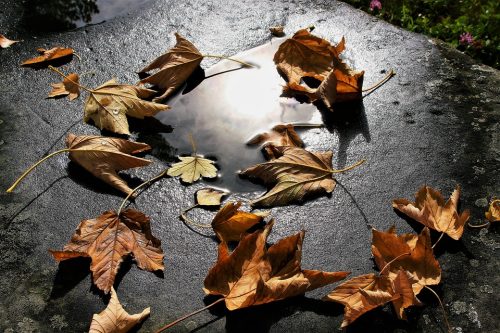 automne feuilles mortes