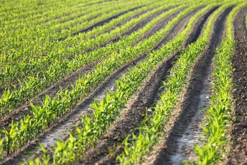 toulouse agriculture