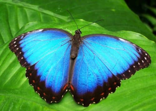 Papillon biomimétisme