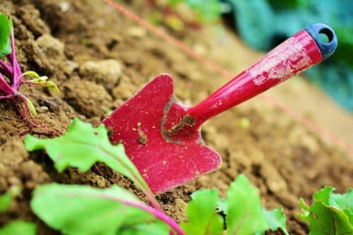 Des aides financières pour les jardins partagés et l’agriculture urbaine en Haute-Garonne CC congerdesign-Pixabay