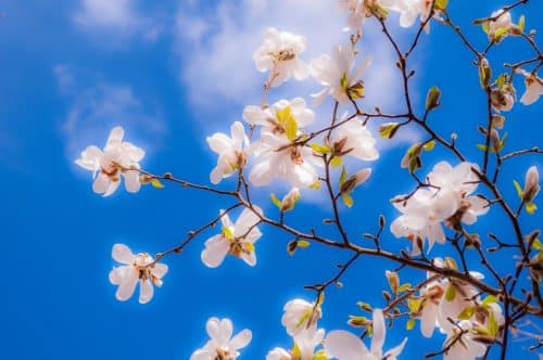 printemps ciel bleu météo