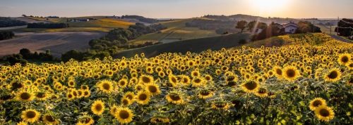 tournesols sorties Haute-Garonne