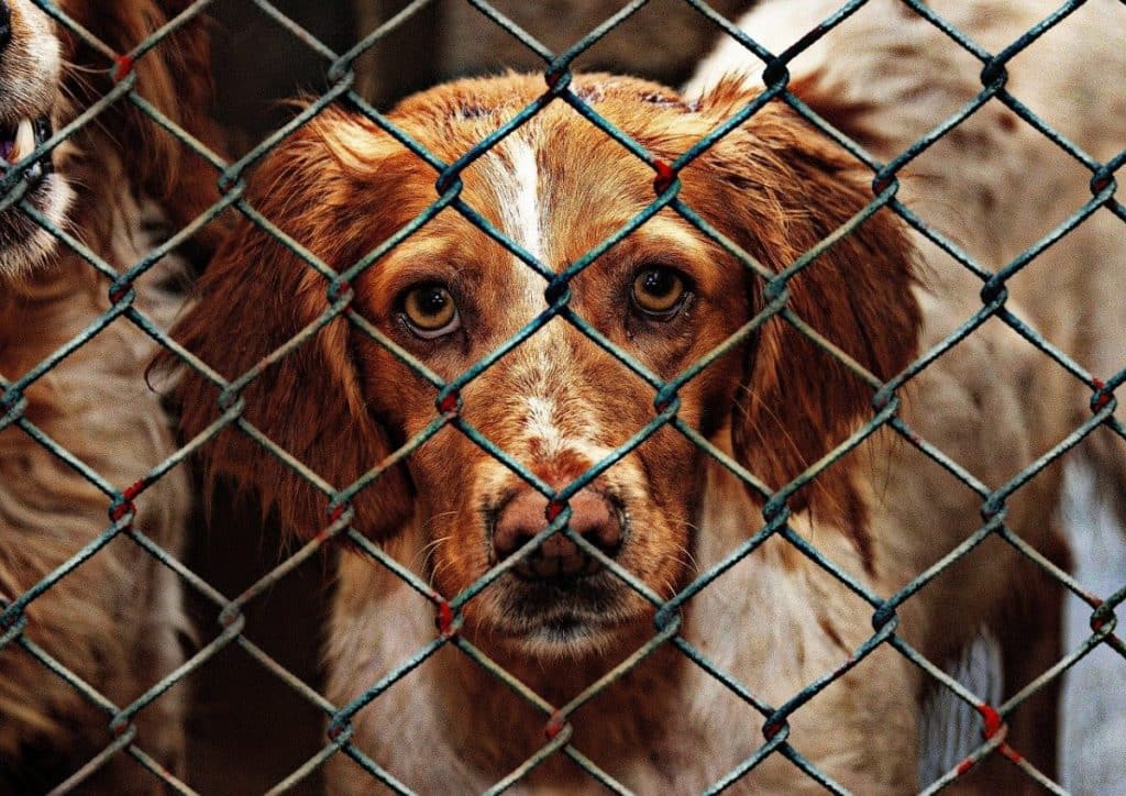 toulouse maltraitance animale