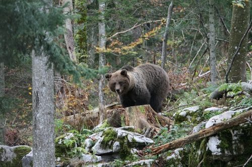 ours pyrénées