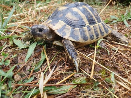 zoo plaisance du touch tortue