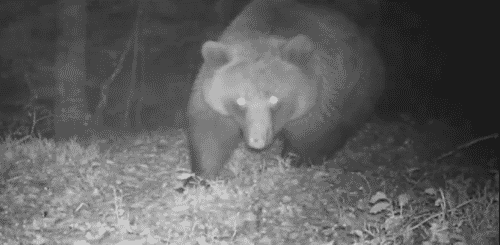 La vidéo d'un ours brun des Pyrénées filmée en Ariège cartonne sur internet ©Antoine Vaillant et Nicolas Moreno