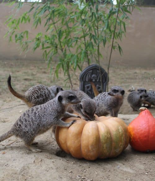 Un repas d'Halloween au Zoo de Plaisance-du-Touch© Zoo African Safari de Plaisance-du-Touch