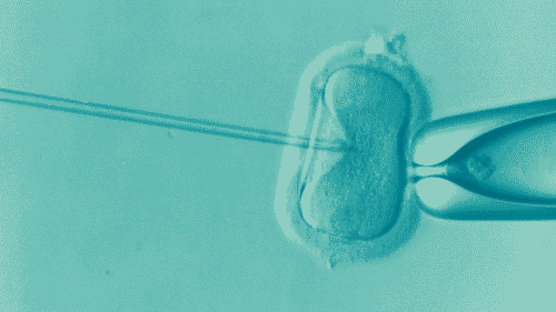 Les dons d'ovocytes et de spermatozoïdes sont encore insuffisants en Occitanie ©Elena Kontogianni