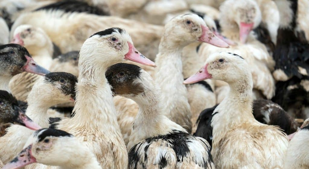 grippe aviaire haute garonne