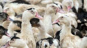 Influenza aviaire Tarn-et-Garonne