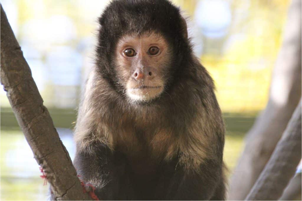 Capucin à poitrine jaune Zoo African Safari Plaisance biodiversité