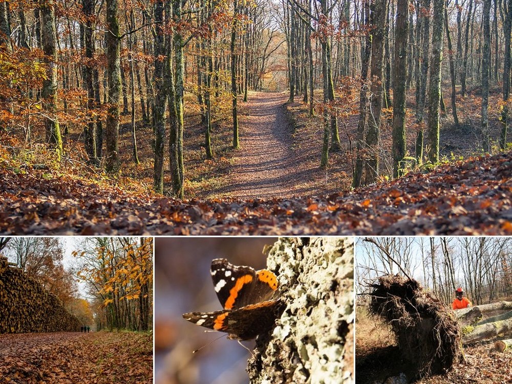 forêt Buzet sur Tarn