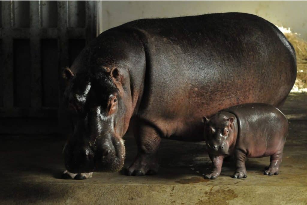 Naissance Hippopotame Zoo Plaisance