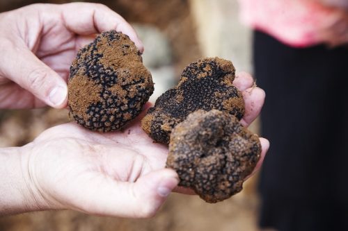 Truffes