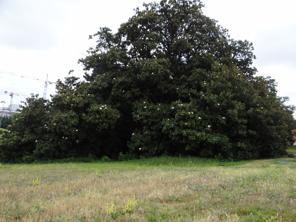 Un des plus beaux arbres d'Europe, un magniolia planté au XVIIIème siècle, se trouve à Toulouse ©Arbres et paysages d'Autan