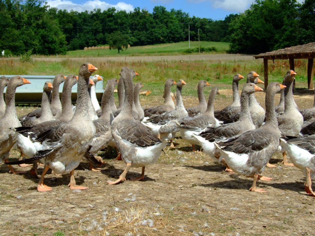 Les 2000 éleveurs de canards, pintades, cailles et pigeons d’Occitanie peuvent bénéficier d’une aide exceptionnelle, pour compenser les pertes dues à l’épidémie de Covid-19 ©CC0 Domaine public