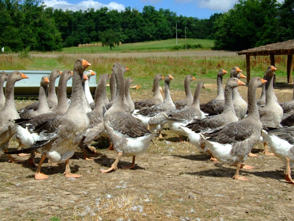 foyer grippe aviaire