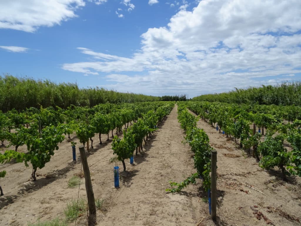 Vignes eaux usées irrigation