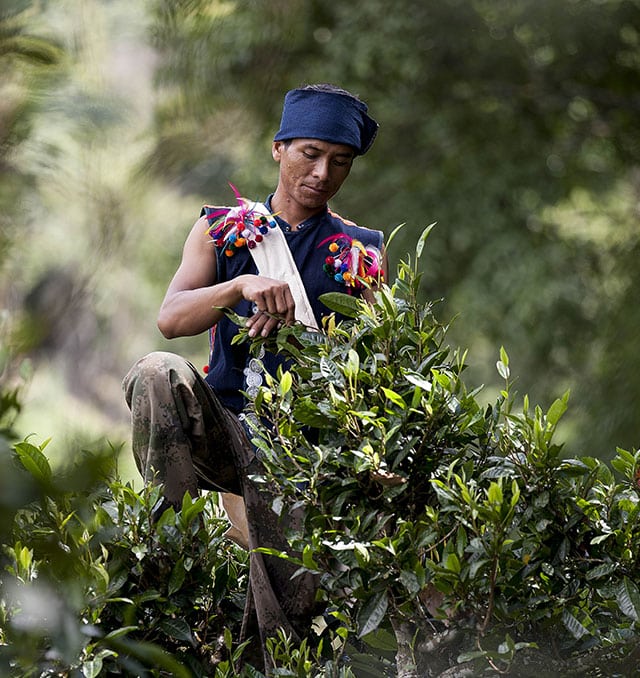 Vision-yunnan-bulang