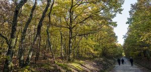 Plusieurs massifs forestiers de l’Aude sont fermés au public à partir de dimanche 15 août. Le risque de départ de feu est accru avec la sécheresse et le vent.